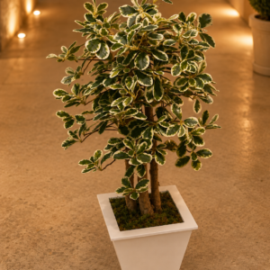 ficus panaché artificie